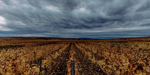 Seehof Riesling Ortswein vom Kalkstein 2024
