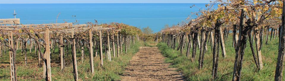 Cantina-Tollo-Pinot-Grigio-IGT-Terre-degli-Osci-Liter-1.jpg
