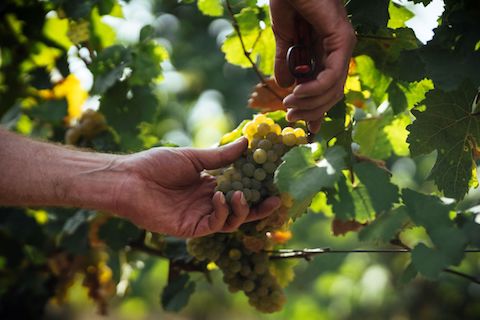 Weinreich Perlen vor die Säue BIO
