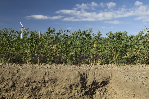 Cayuse God Only Knows Grenache 2018