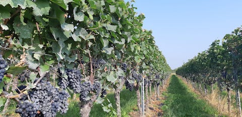 Büsser-Paukner Grauburgunder HAUSWEIN