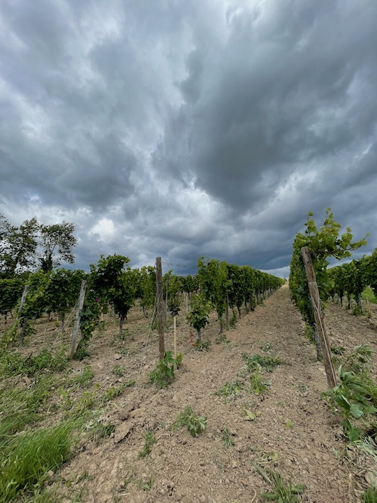 Künstler Hochheimer Hölle Riesling TBA 2015