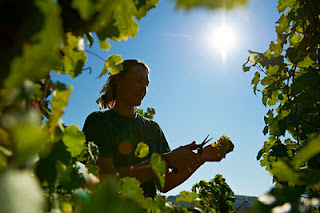 Van-Volxem-Altenberg-Riesling-Auslese-3.jpg