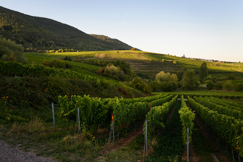 Ellermann Spiegel Sauvignon Blanc