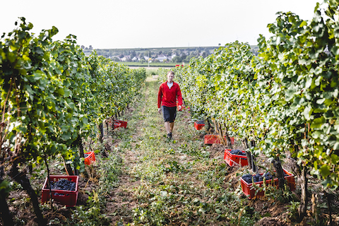 Strauch Rosé Pur Schäumendes entalkoholisiertes Getränk