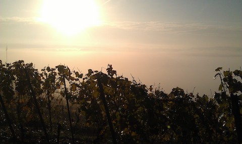 Forstmeister Geltz Zilliken Saarburg Rausch Riesling Großes Gewächs 2019