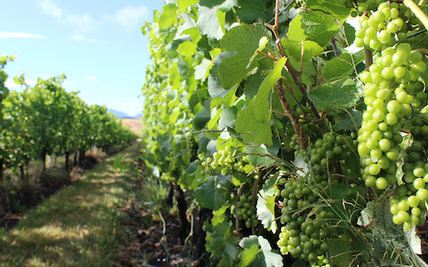Henri Bourgeois Petit Bourgeois Sauvignon Blanc