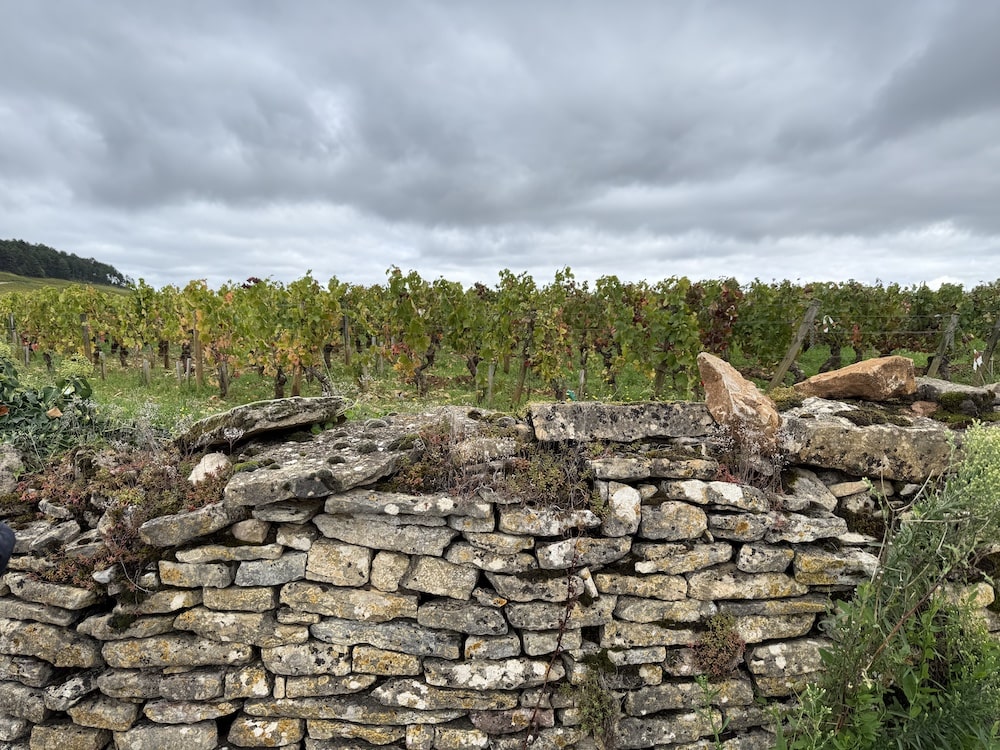 Le Moine Volnay Clos des Chênes 1er Cru 2021