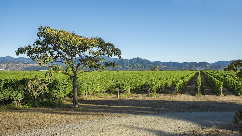 Windrush Vineyards