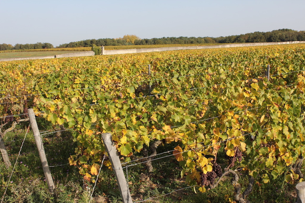 Jacky Blot Domaine de la Butte Bourgueil Mi-pente 2019