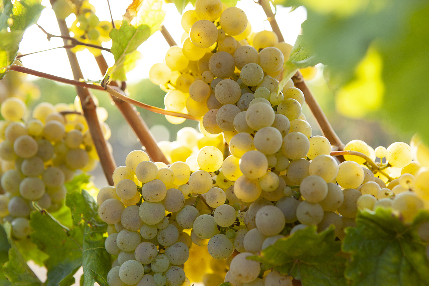 Riesling