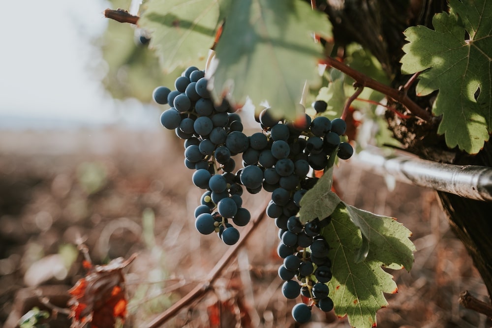 Barbera