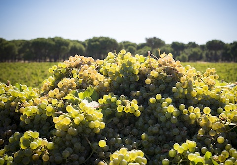 Bitacora Rueda Verdejo