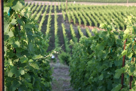 Force Majeure Estate Cabernet Sauvignon 2016