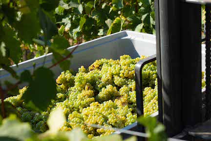 Schittler Becker Merlot Blanc de Noir 2025