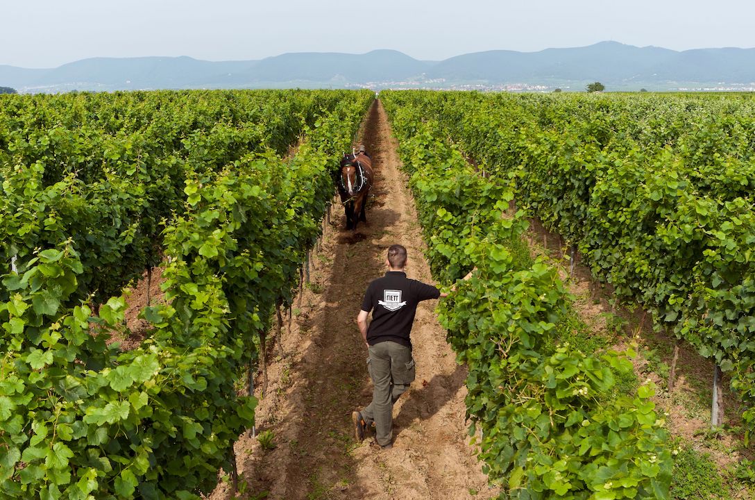 Weingut Bergdolt-Reif & Nett