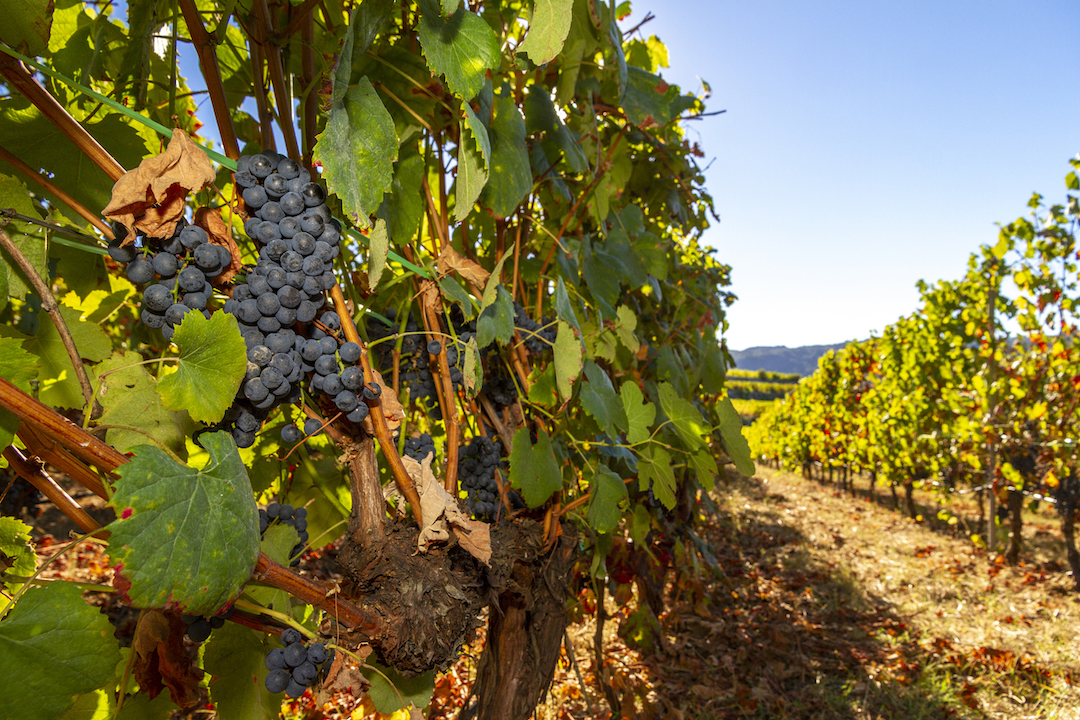 Vinos de Encostas Xose Lois Sebio Superheroe MAGNUM