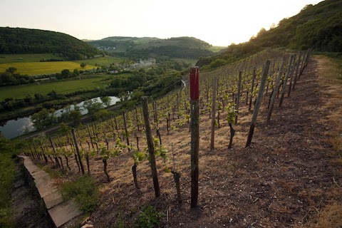 Dönnhoff Schloßböckelheimer Felsenberg Riesling GG 2021