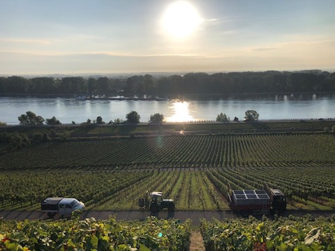 Battenfeld Spanier Riesling Kirchenstück GG 2022 BIO