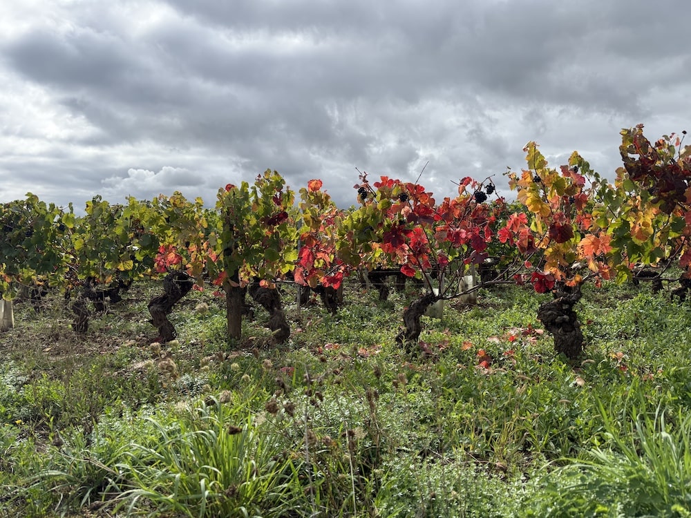 Dujac Vosne Romanée Les Beaux Monts 1er Cru 2023