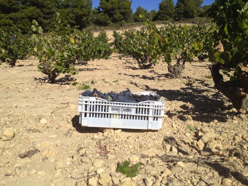 Bodegas Rafael Cambra