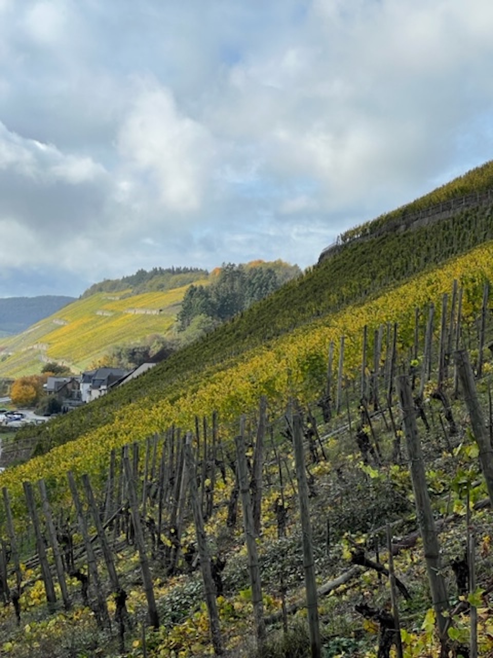 Schloss Lieser Brauneberger Juffer Riesling GG 2022