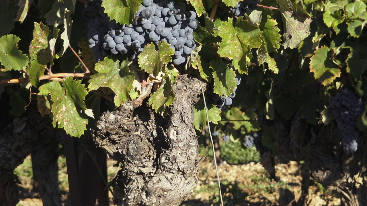 Orimos Chardonnay 2024