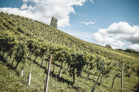 Neumeister Ried SAZIANI Grauburgunder G STK 2017 BIO