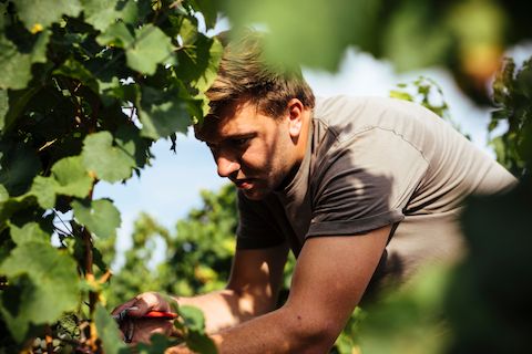 Weinreich Perlen vor die Säue BIO