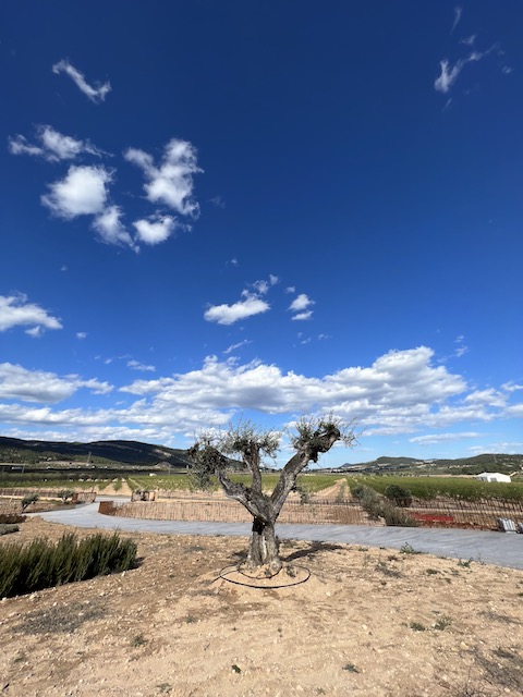 La Madriguera Rosé