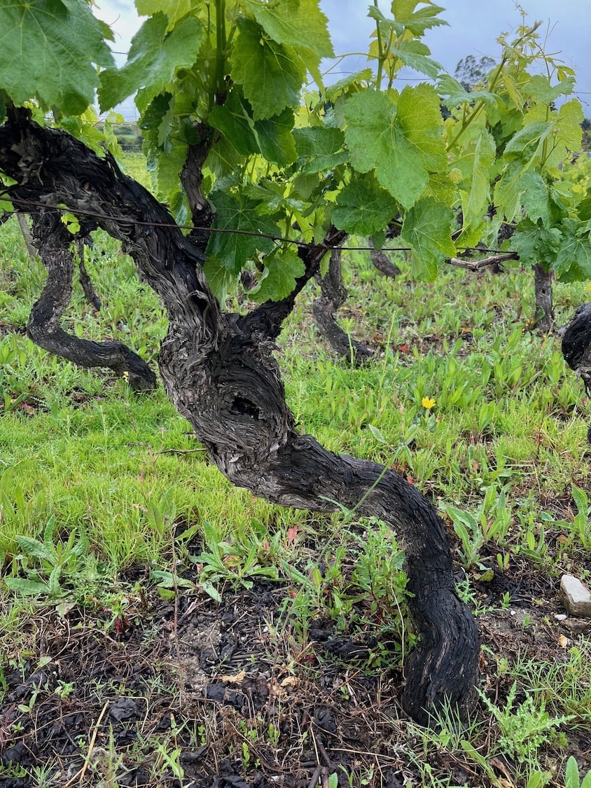 Kompassus Baga Reserva 2020 tinto
