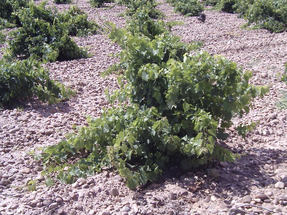 Bodegas Vidal Soblechero