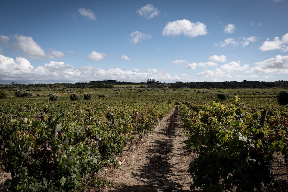 Niepoort Redoma tinto 2021