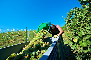 Van Volxem Altenberg Alte Reben Riesling Großes Gewächs 2018 MAGNUM
