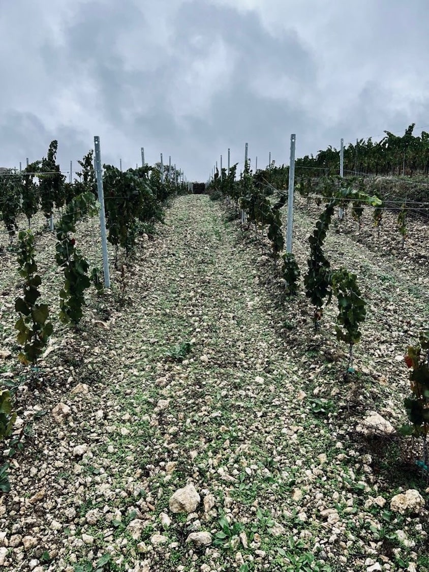 Schwedhelm Schwarzer Herrgott Chardonnay Reserve trocken 2023