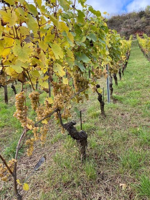 Battenfeld Spanier Riesling Kirchenstück GG 2022 BIO