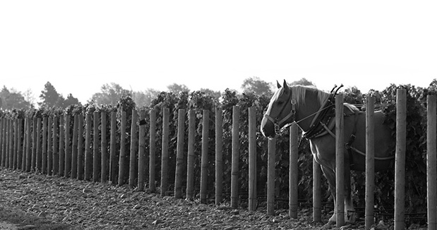 Horsepower Vineyards The Tribe Vineyard Syrah 2011