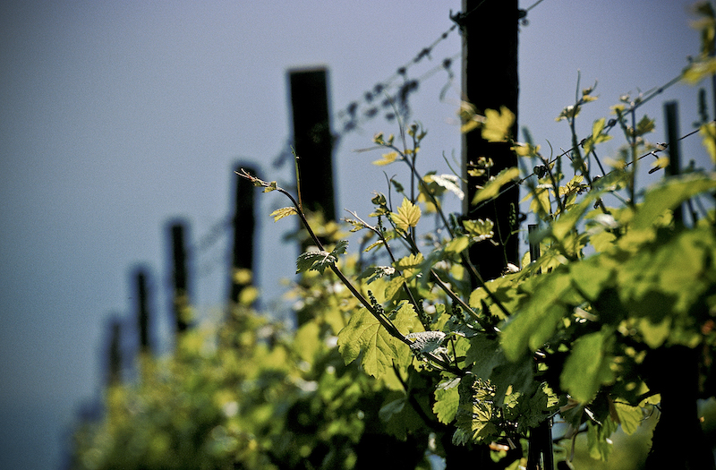 Weingut Fritsch