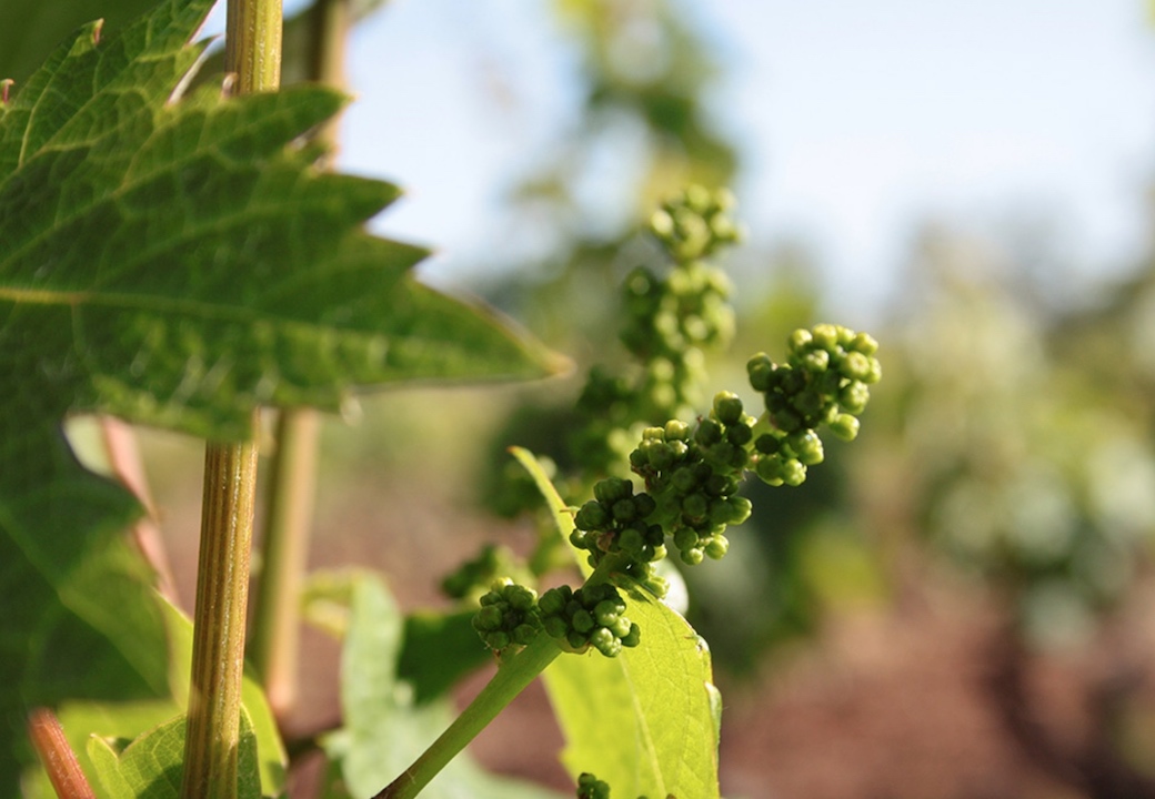 Cantina Angiuli Donato Nero di Troia Puglia Rosso