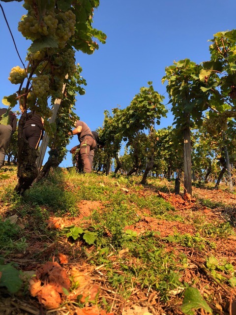 Kühling-Gillot Rothenberg Wurzelecht Riesling 2020 BIO