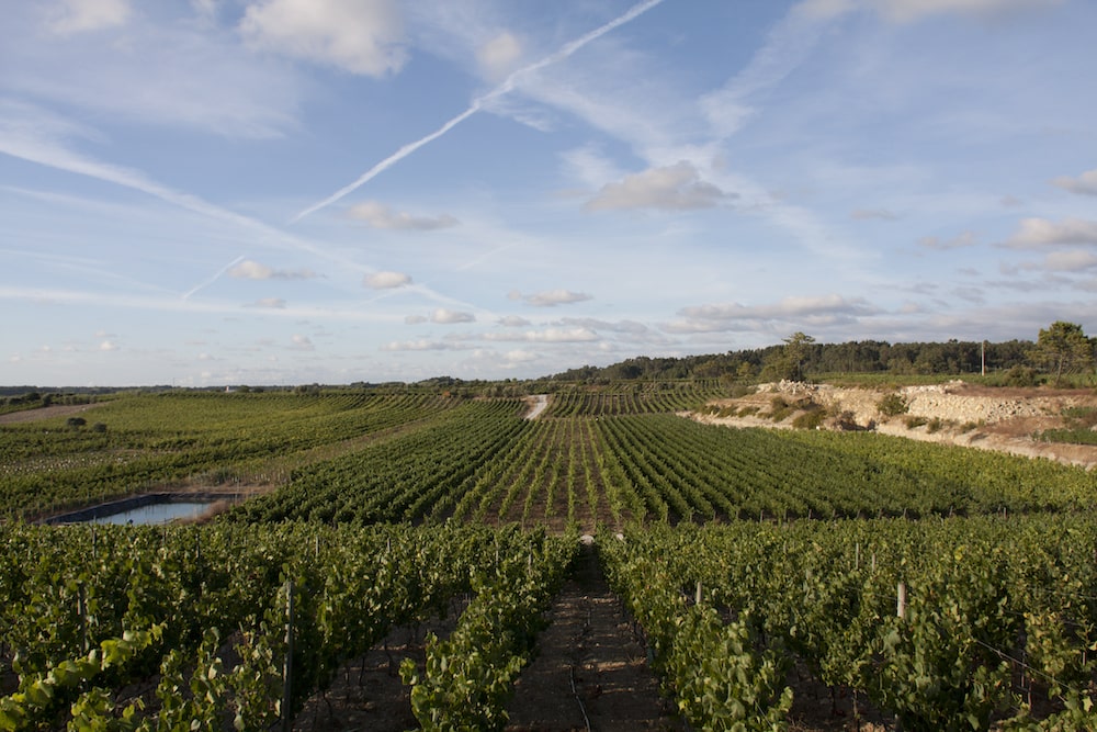Kompassus Baga Reserva 2020 tinto