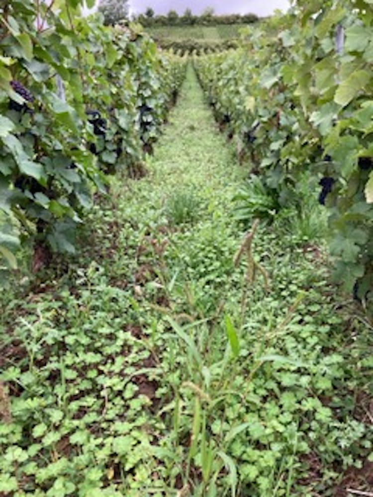 Mabe Composition I Brut Nature