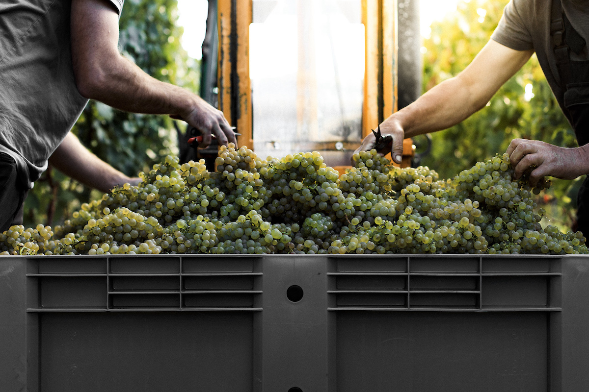 Chardonnay