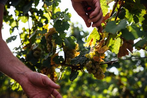 Weinreich Pinot brut Nature BIO