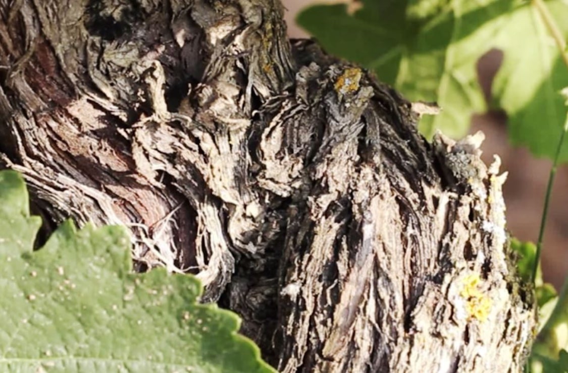 Traslascuestas Tempranillo Crianza