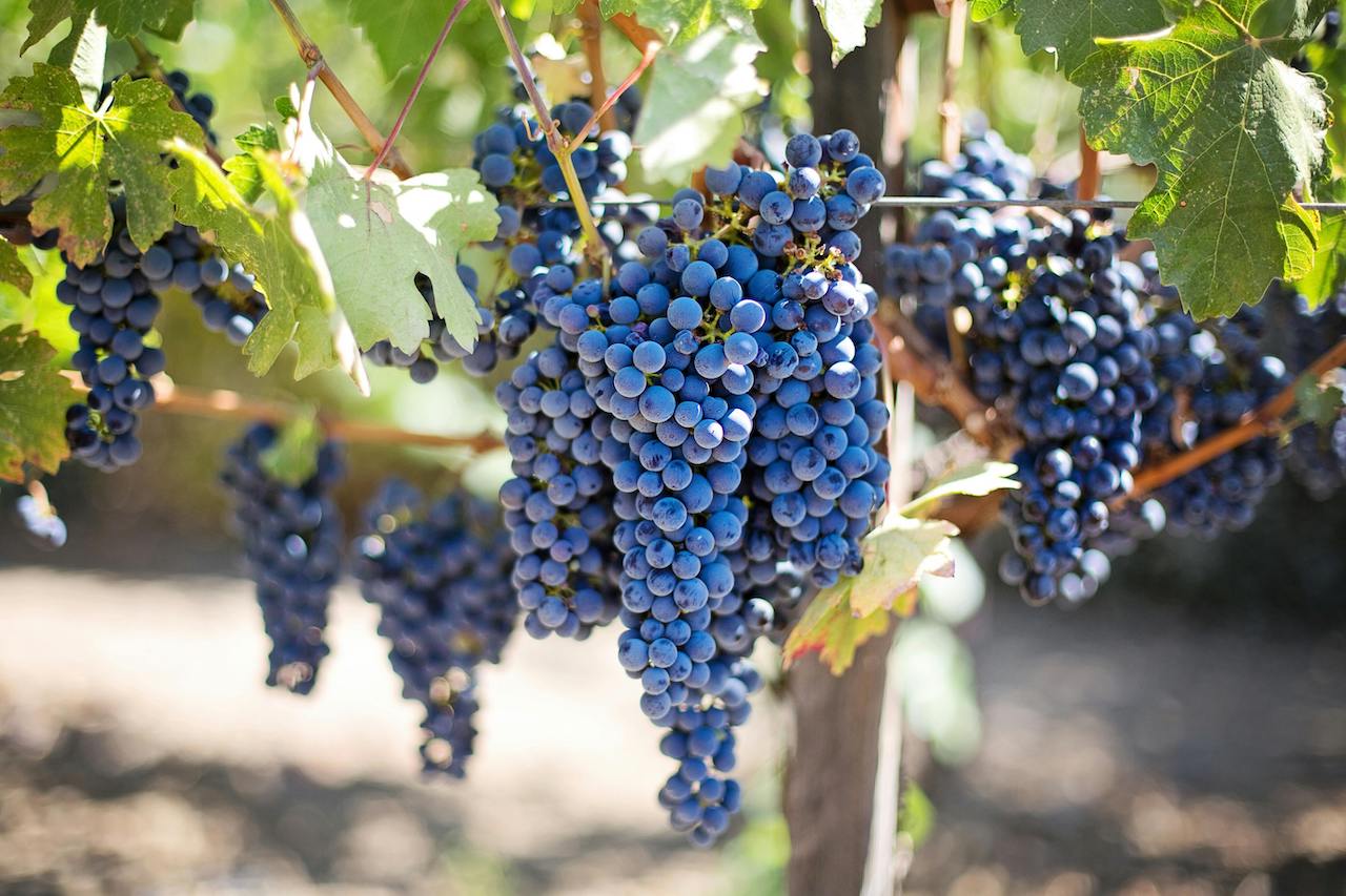 Cabernet Sauvignon