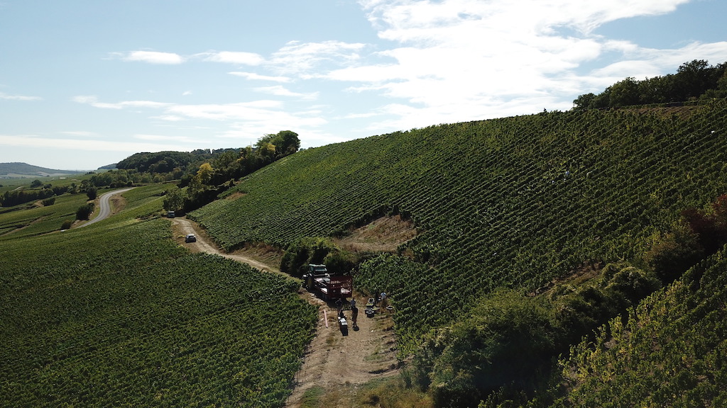 Larmandier-Bernier Champagne Terre de Vertus Premier Cru brut nature BIO
