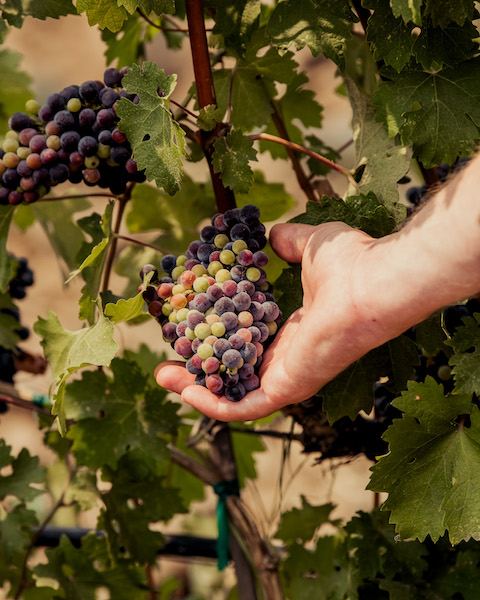 Force Majeure Estate Cabernet Sauvignon 2016