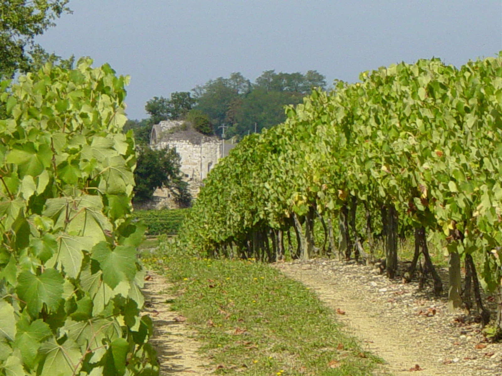 Domaine-Saint-Lannes-ros-3.jpg