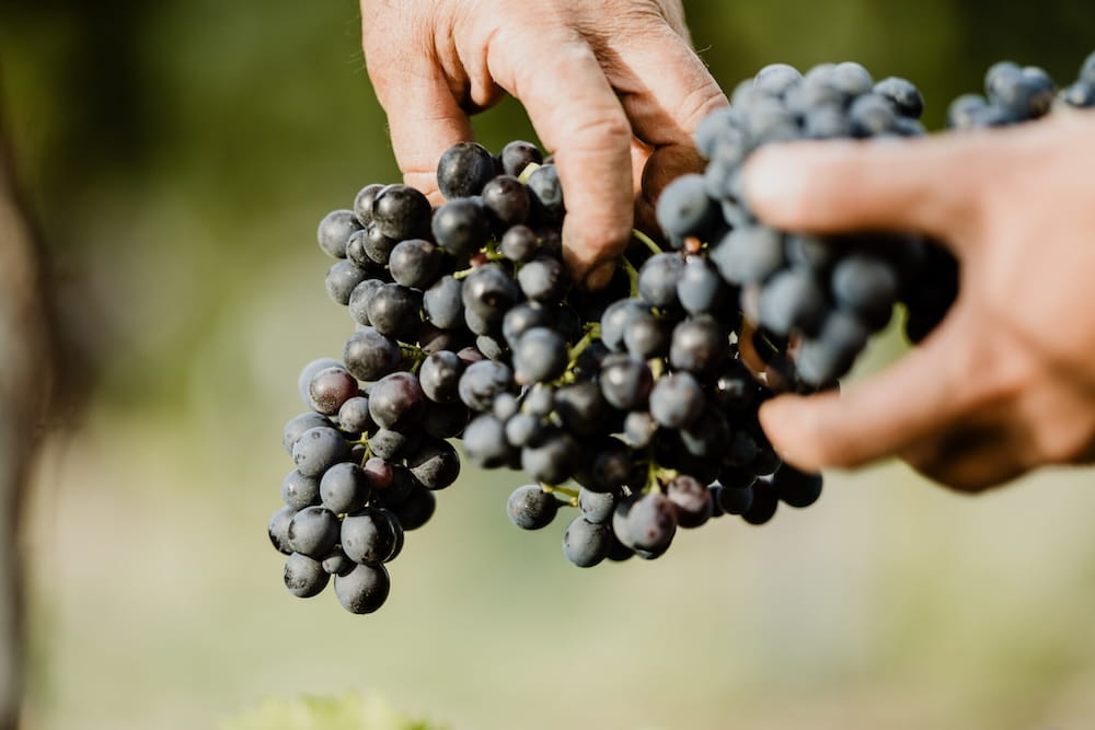 Jasci & Marchesani Pecorino Terre d´Abruzzo DOC BIO
